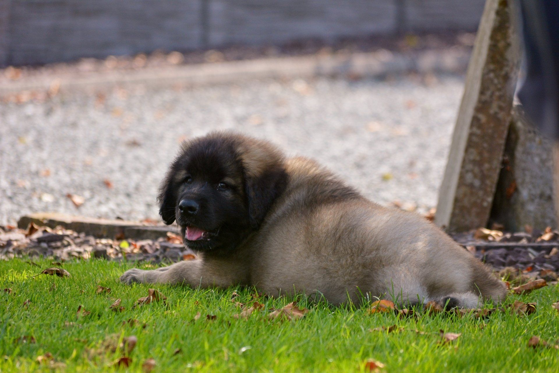 Hillhavenleonbergers leonbergers
