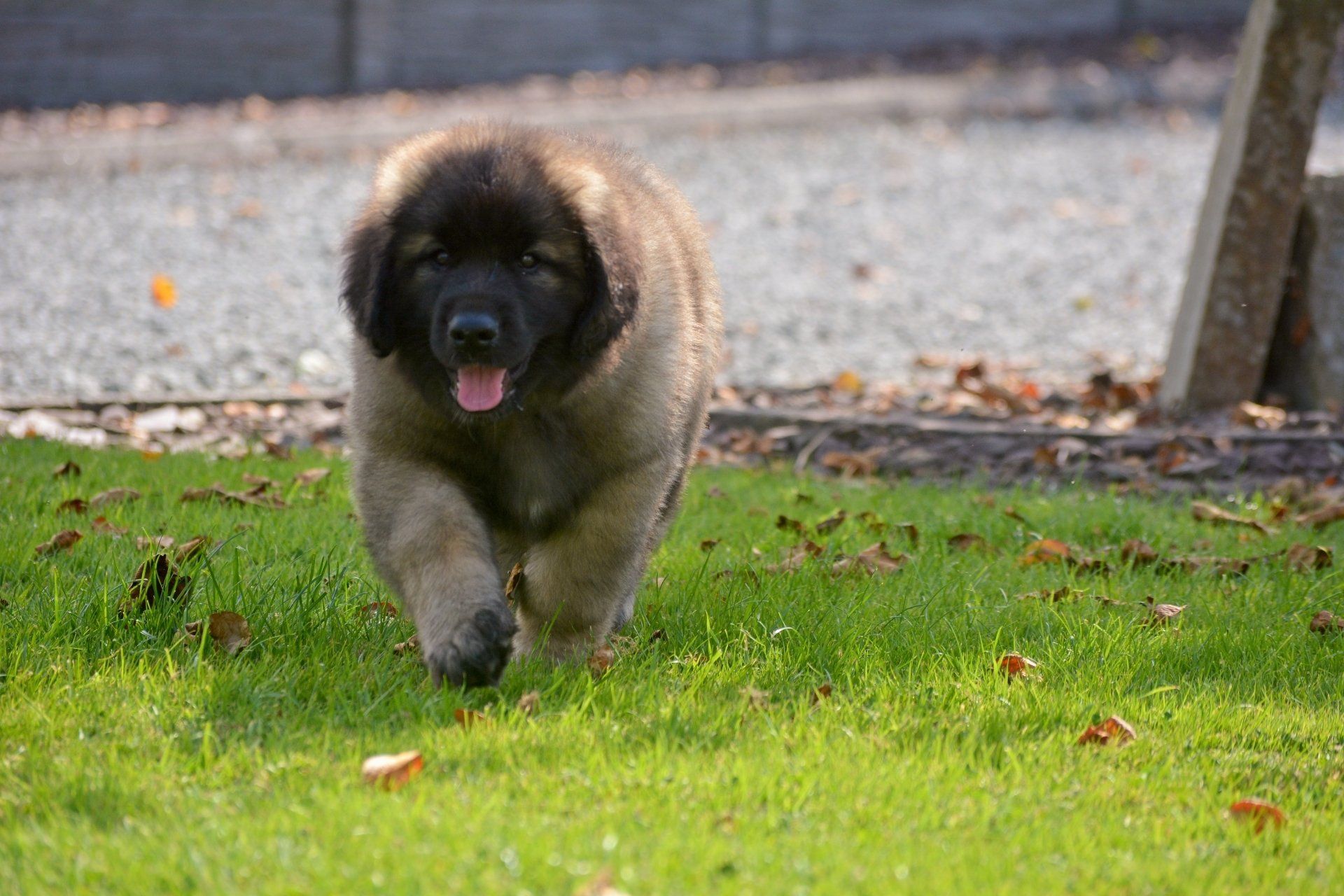 Hillhavenleonbergers leonbergers
