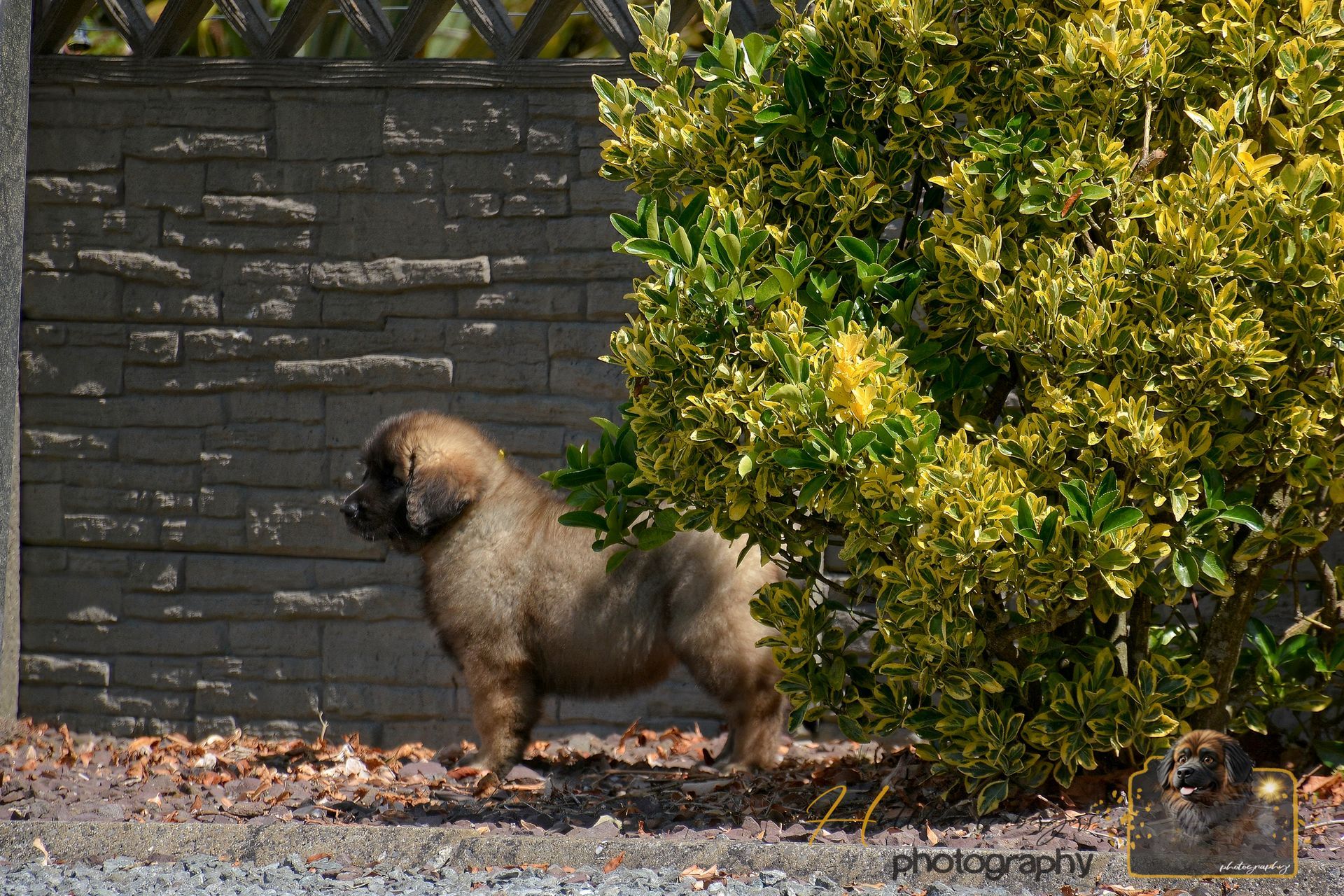 Small fluffy dog standing on gravel beside a dark stone wall and green bush