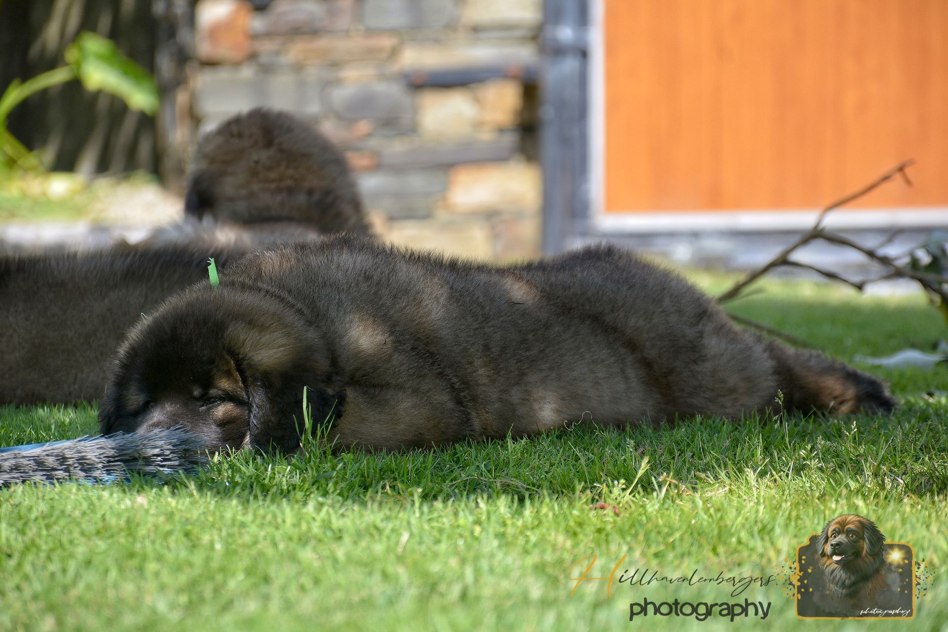 Large dark dog lying on green grass beside a stone wall and wooden door