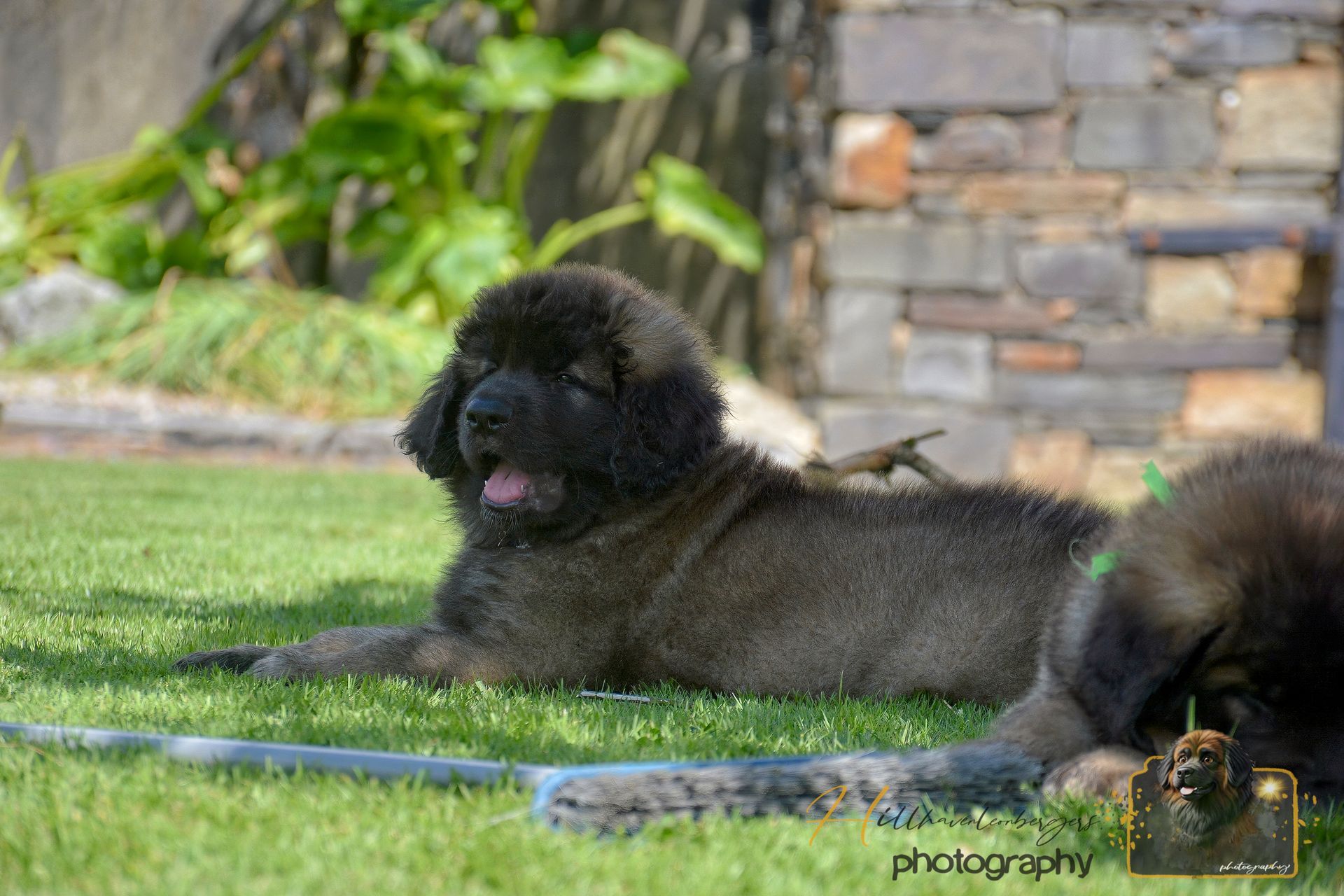 Black fluffy dog lying on grass beside a stone wall, with another dark dog partly visible on the right