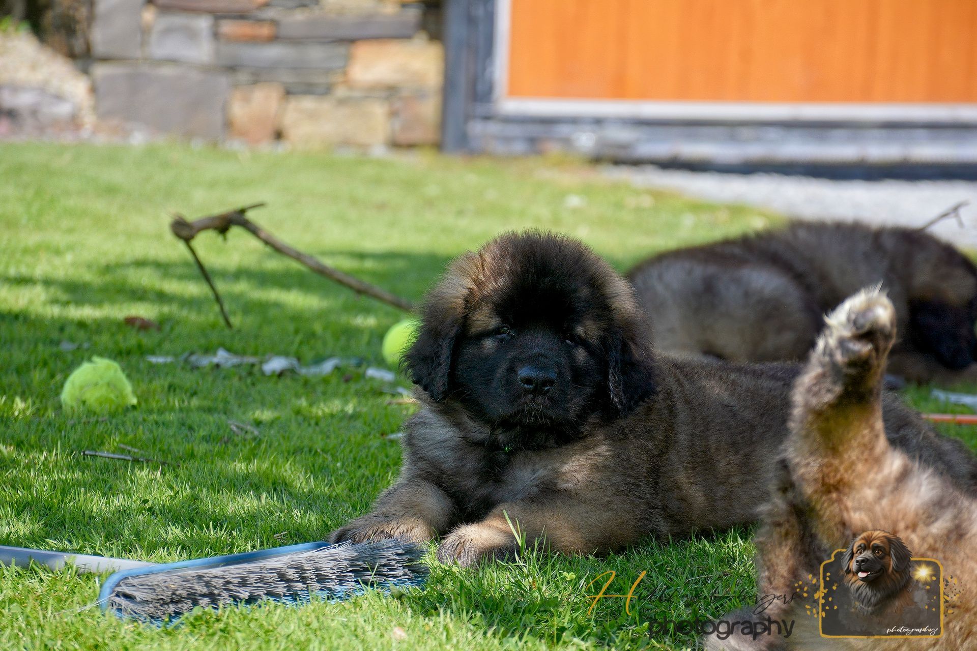 Black dog lying on grass chewing a rope toy, with another dog blurred in the background.