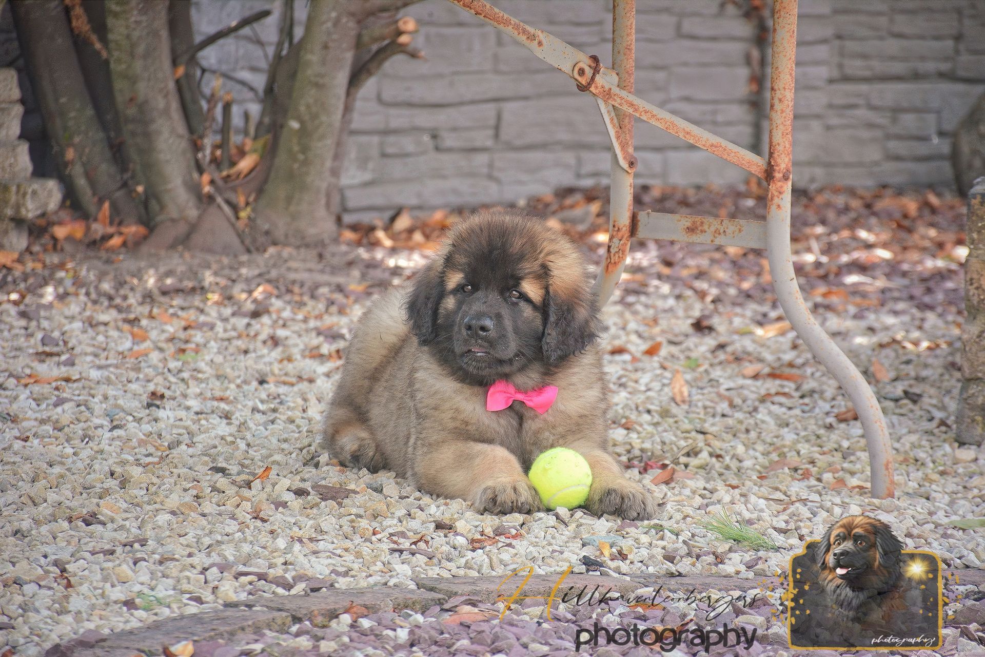 Small dog with a pink bow sits on gravel beside a yellow tennis ball in a yard