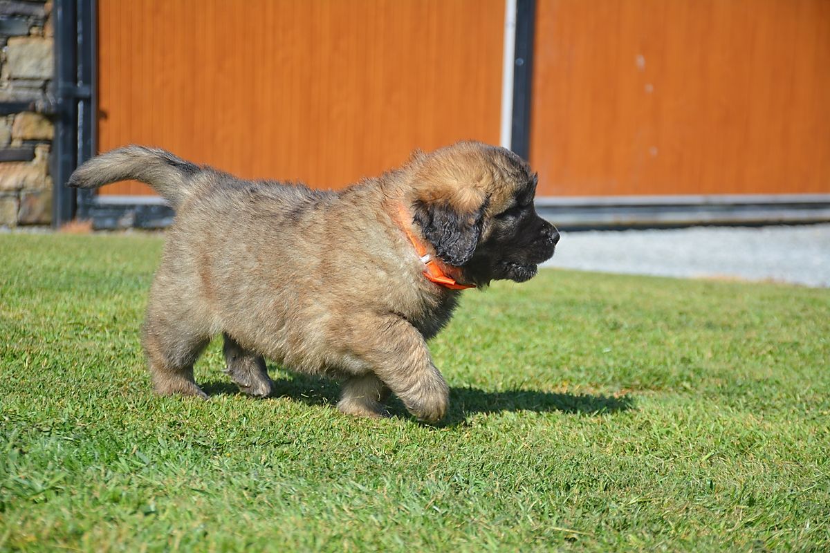 Small brown dog wearing an orange collar running on grass in front of a wooden wall
