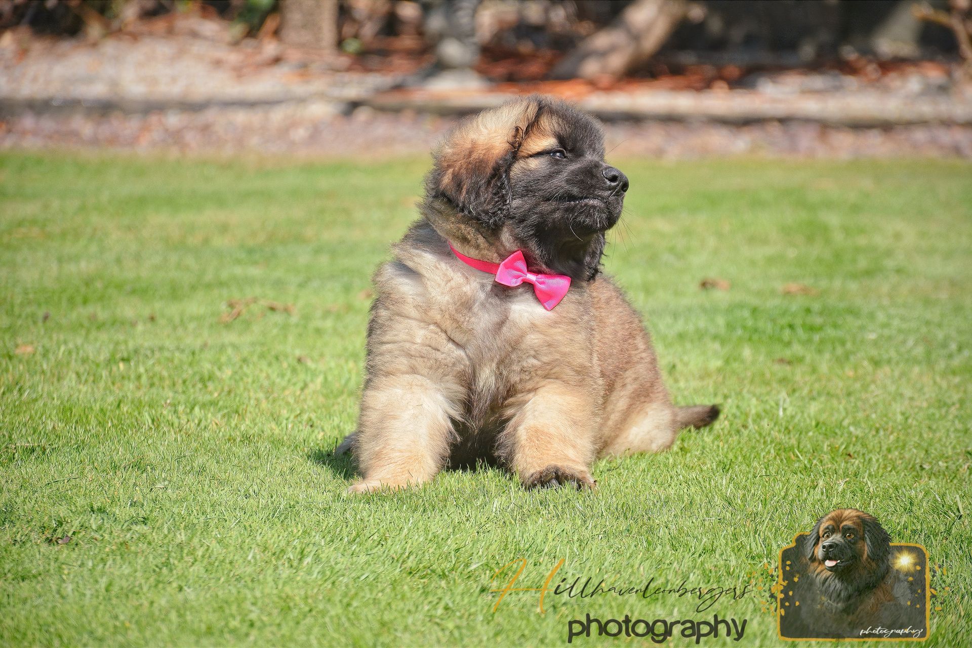 Small fluffy brown dog with a pink bow sitting on green grass outdoors.