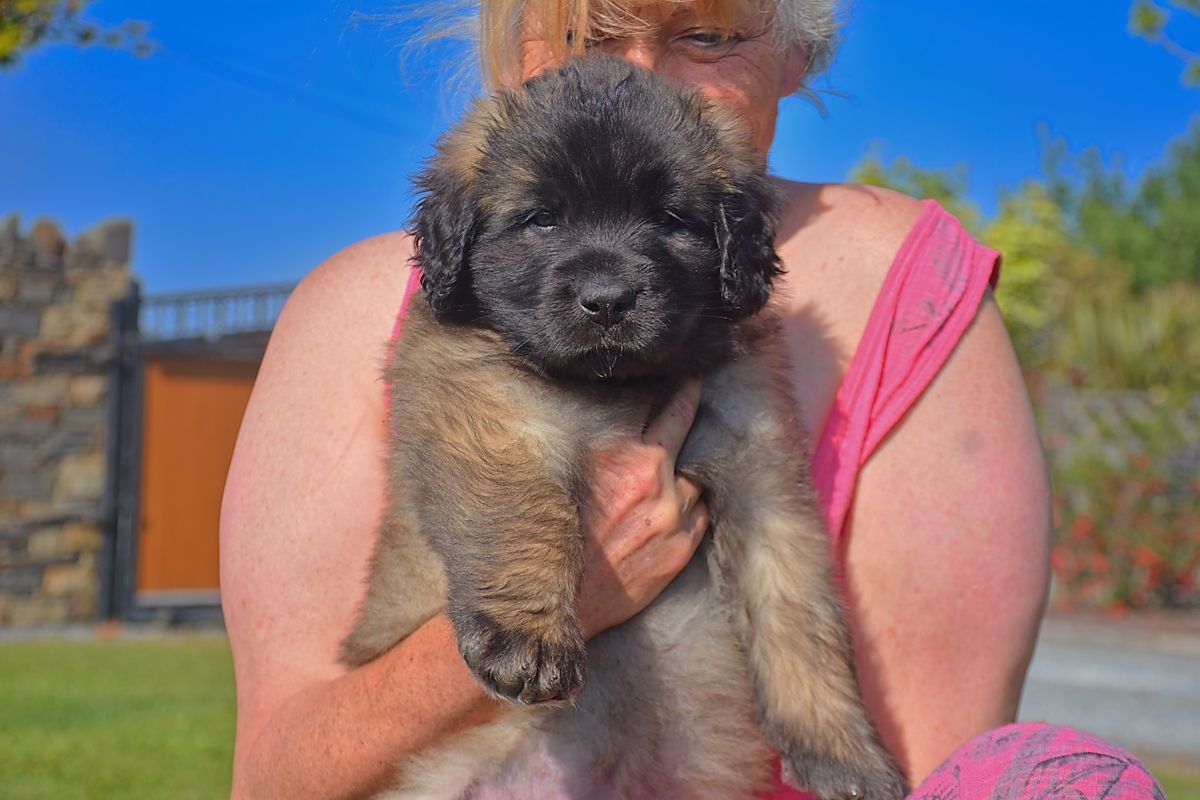 Person holding a fluffy brown-and-black puppy outdoors in bright sunlight