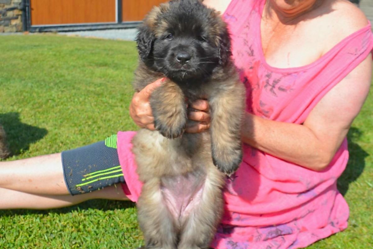 Person holding a fluffy black-and-tan puppy on a grassy lawn