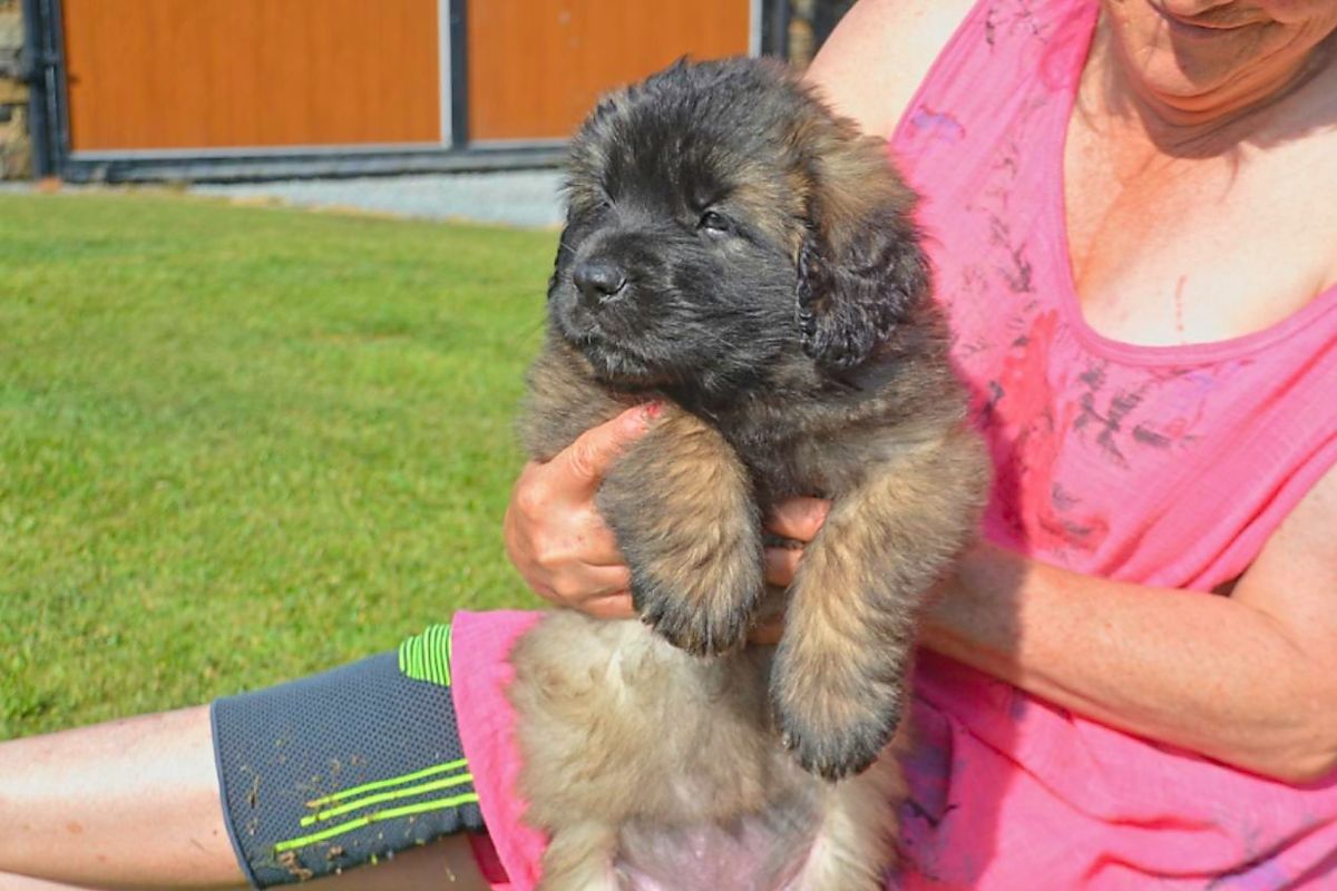 Person holding a fluffy puppy outdoors on a grassy lawn, wearing a pink shirt.