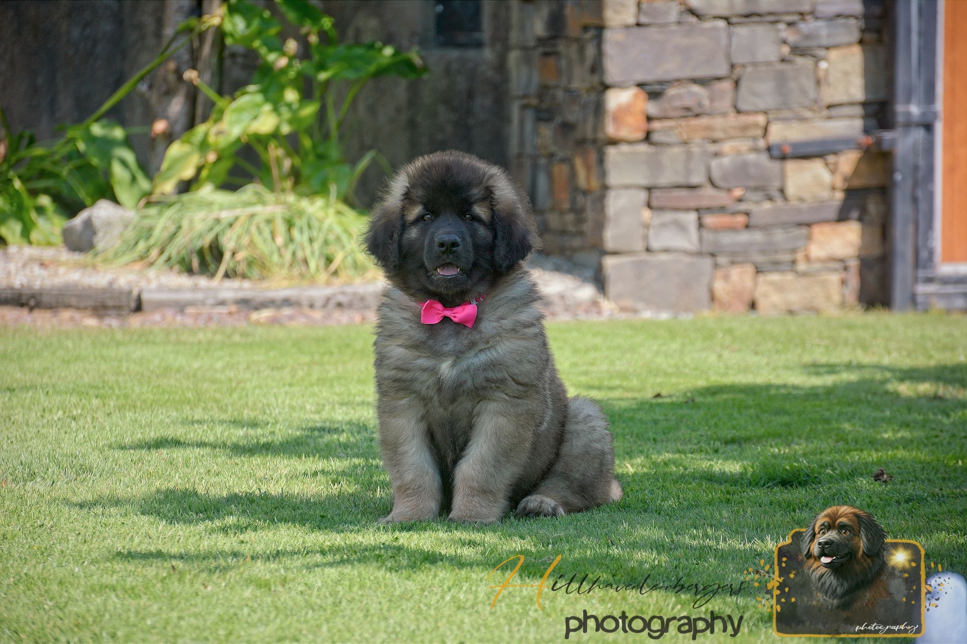 Small black poodle with a pink bow sitting on green grass in front of a stone wall.