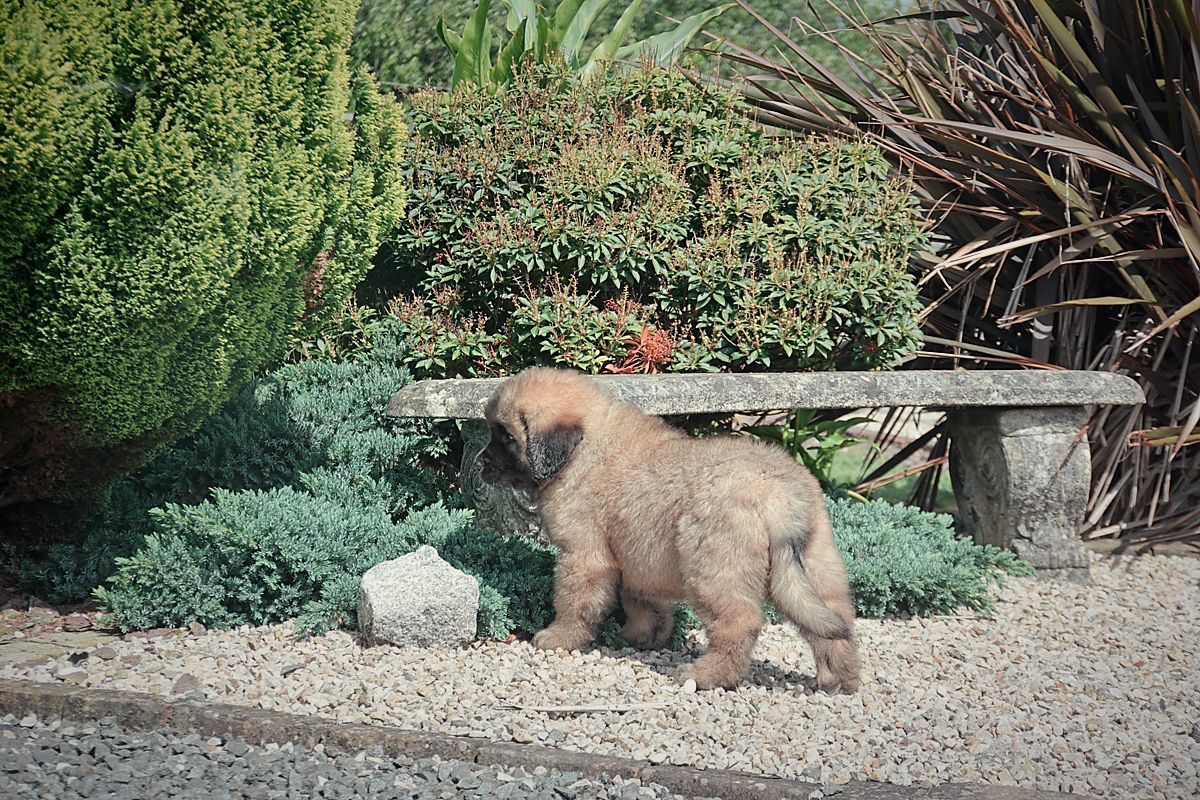 Small fluffy puppy standing in a gravel garden beside a bench and lush green plants