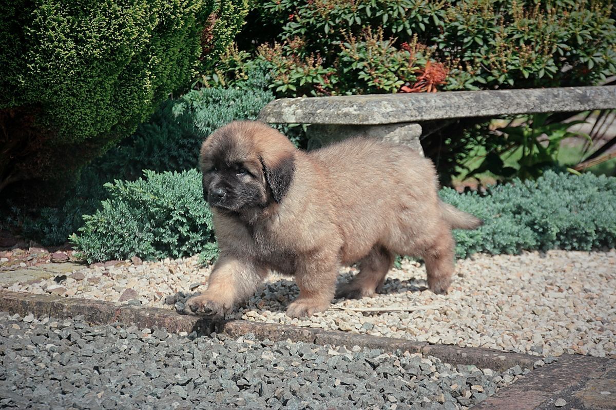 Small fluffy tan puppy walking on gravel in a garden, with a stone border and greenery behind.