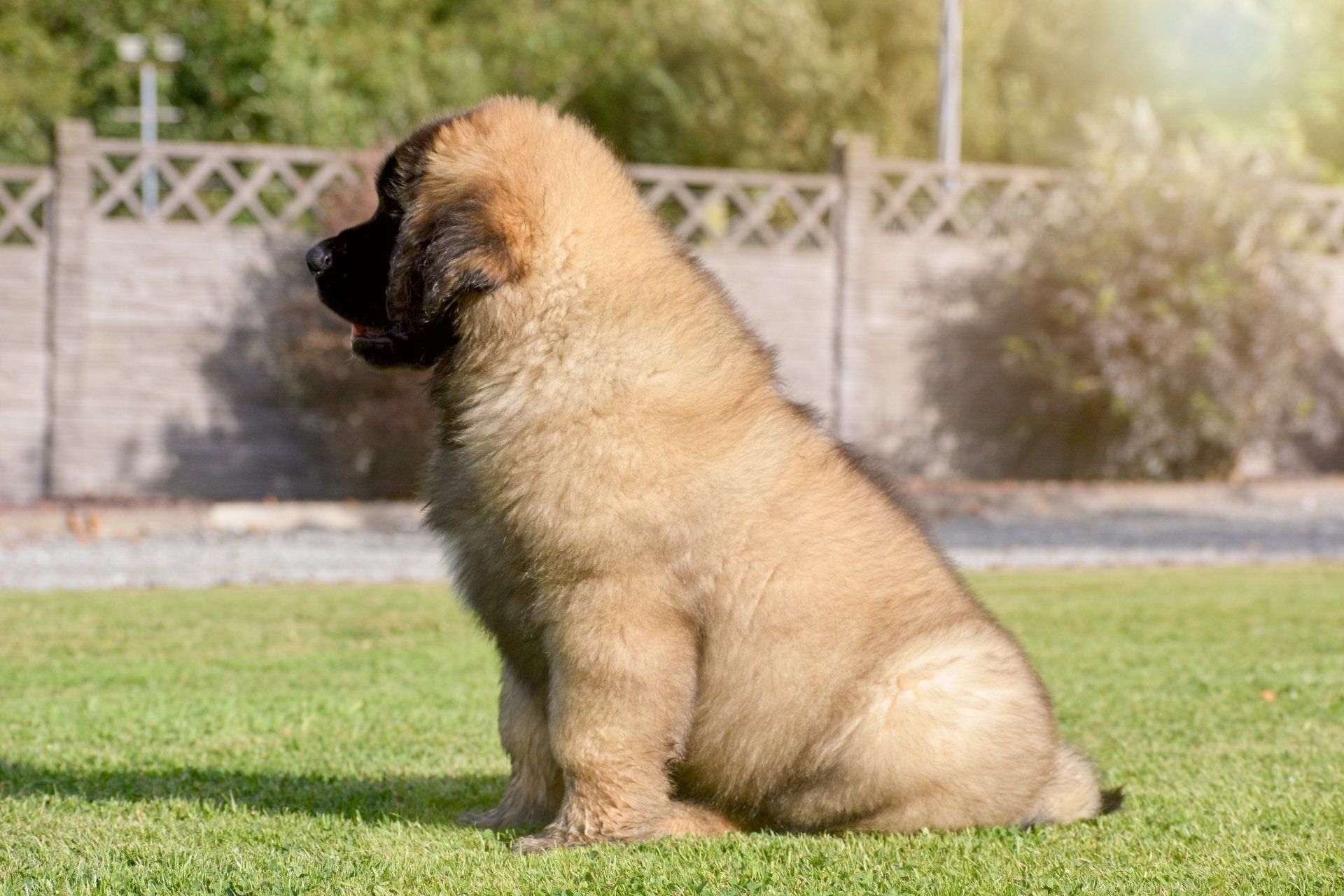 Hillhavenleonbergers leonbergers