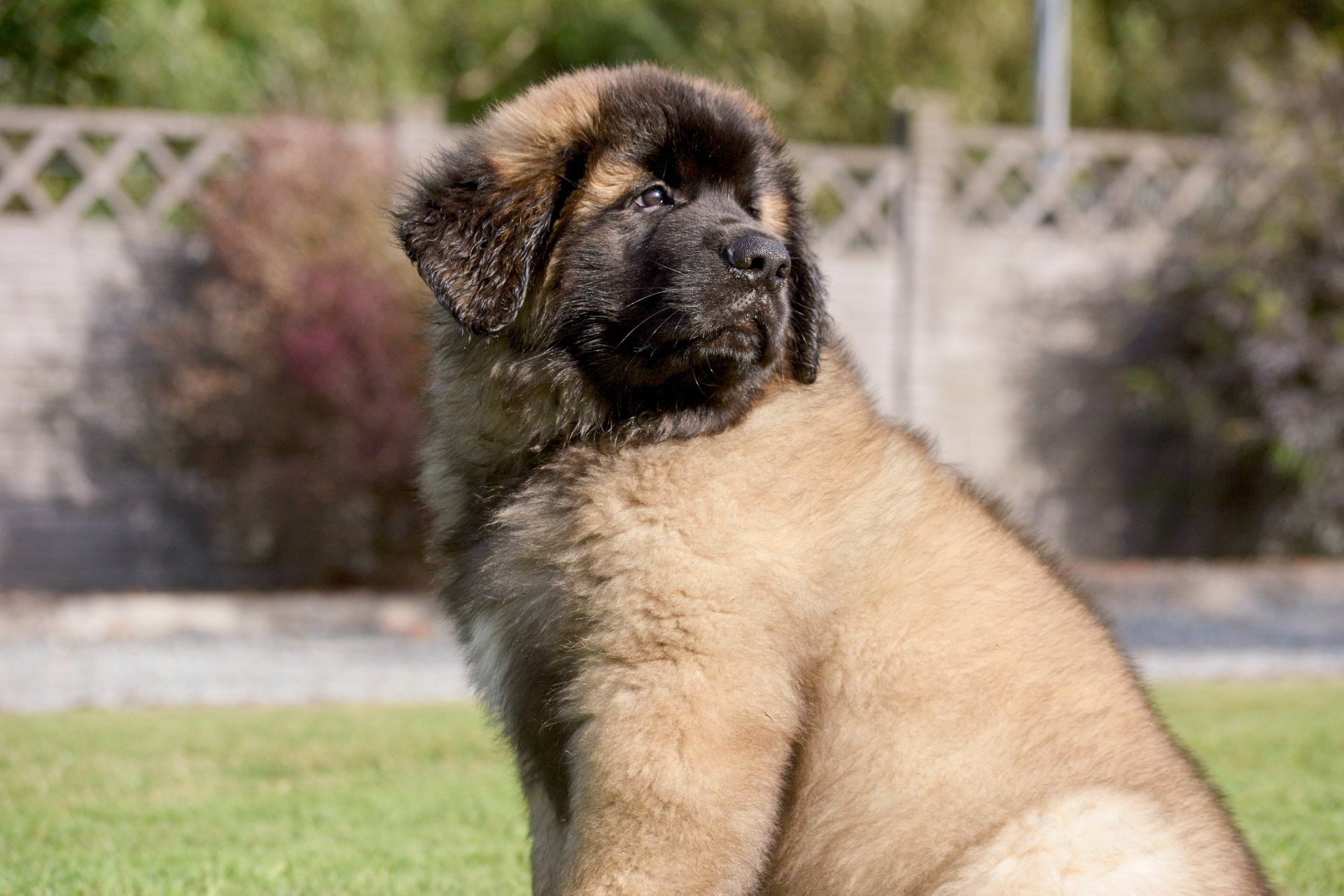 Hillhavenleonbergers leonbergers