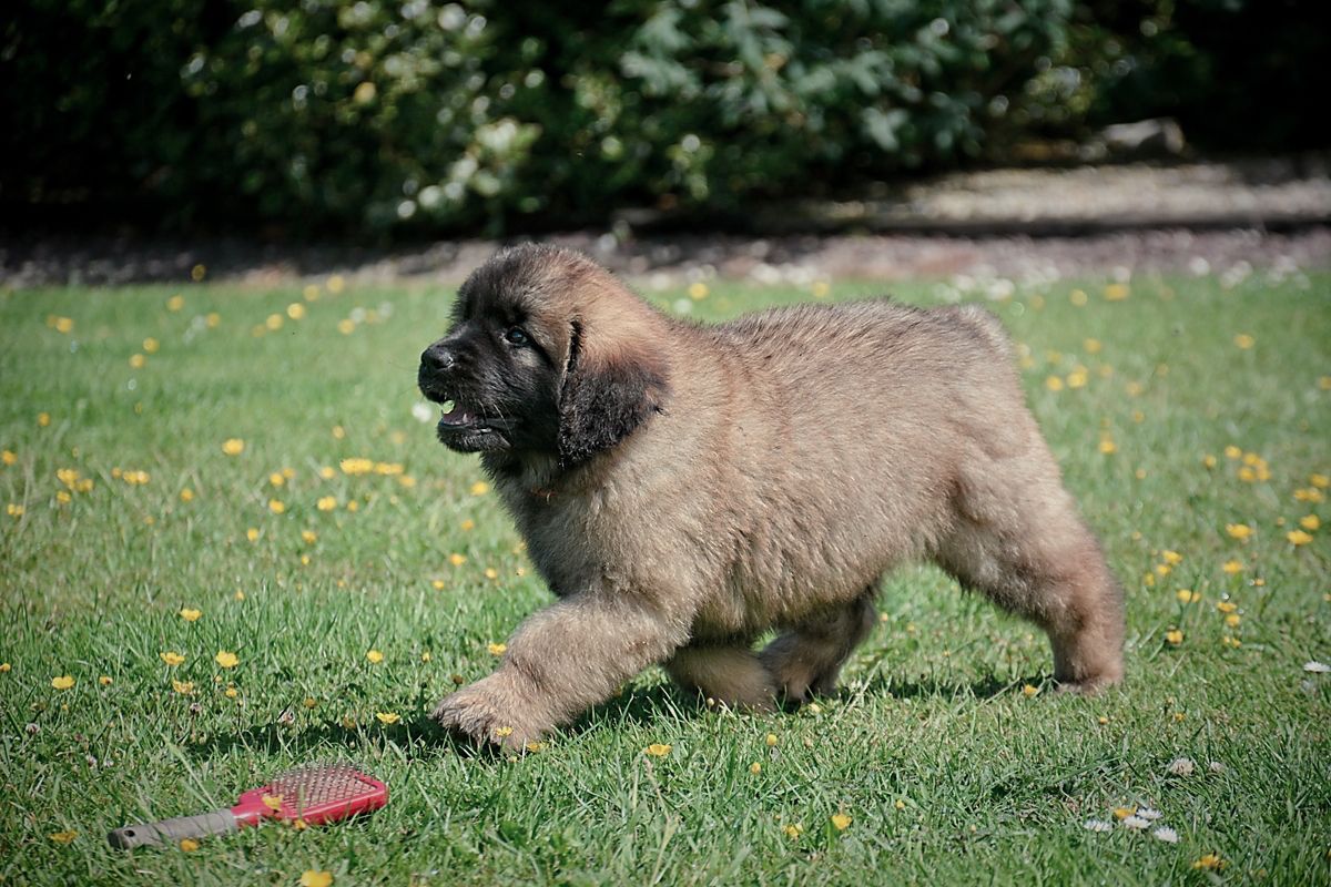 Fluffy tan puppy trotting on grass with a red toy nearby, outdoors in a sunny yard