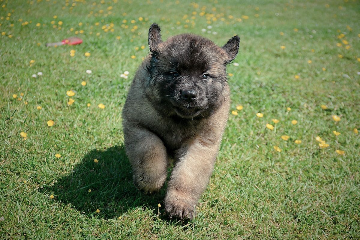 Fluffy black and tan puppy running toward the camera on grass in bright sunlight