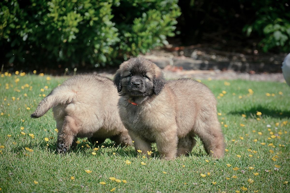 Two fluffy puppies playing in a grassy field with yellow flowers, one looking at the camera