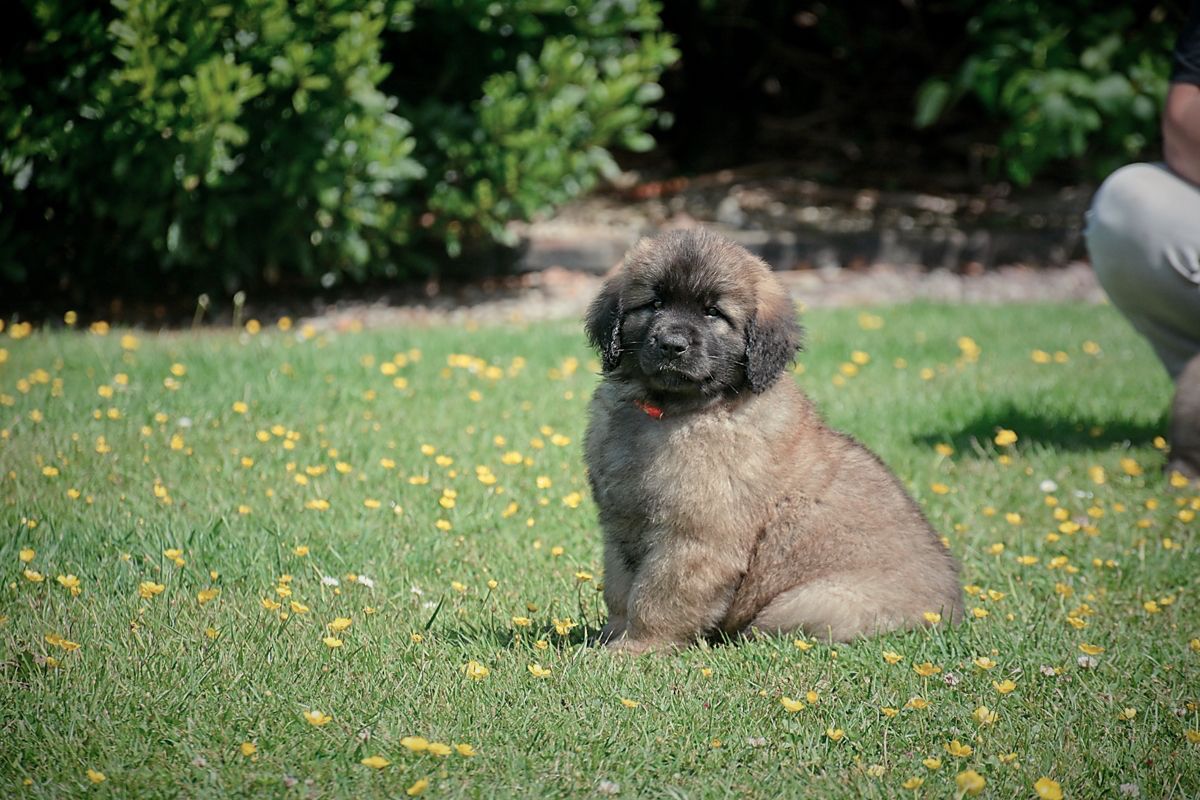 Small fluffy dog sitting on grass with yellow flowers, outdoors near bushes