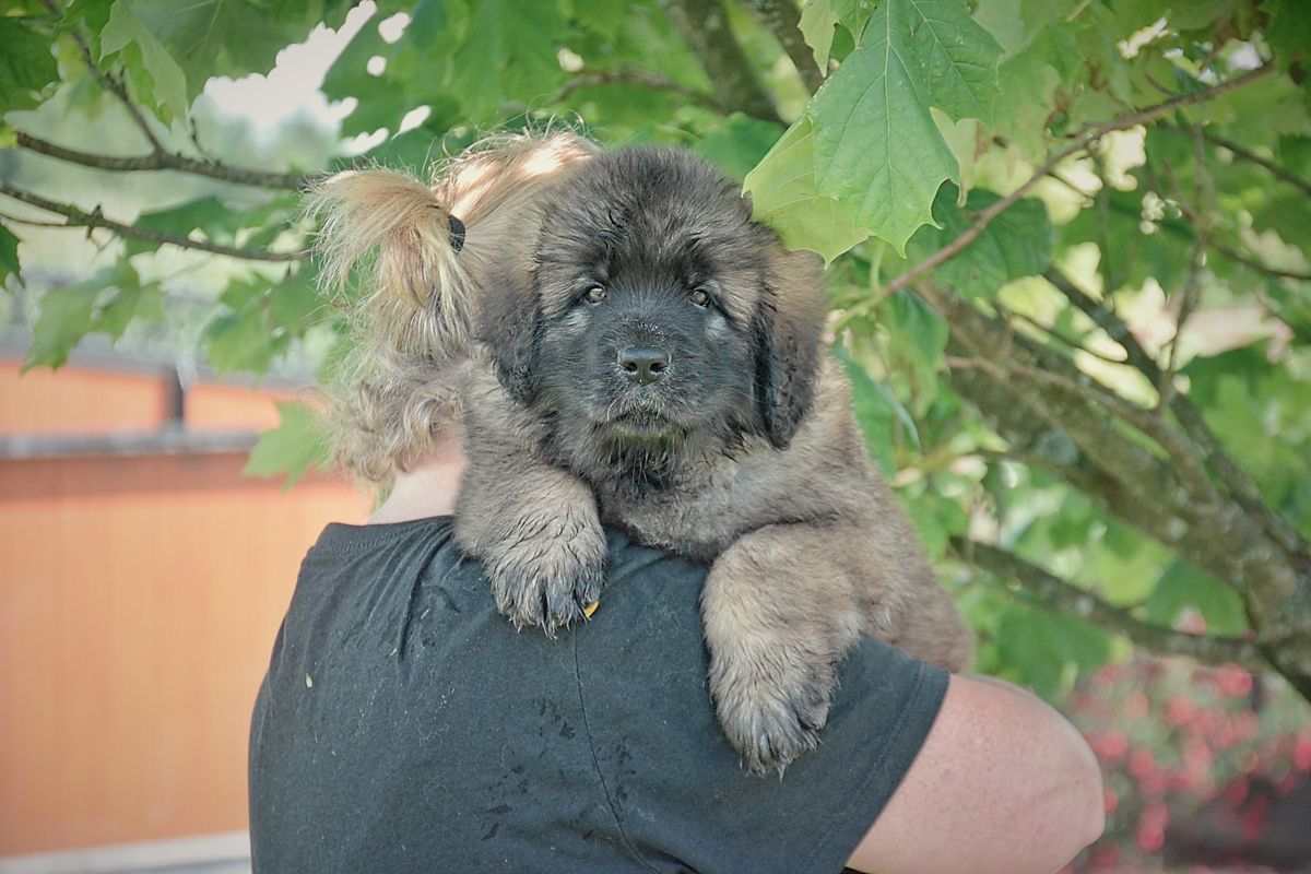 Fluffy gray puppy resting on a person’s shoulder outdoors under green leaves