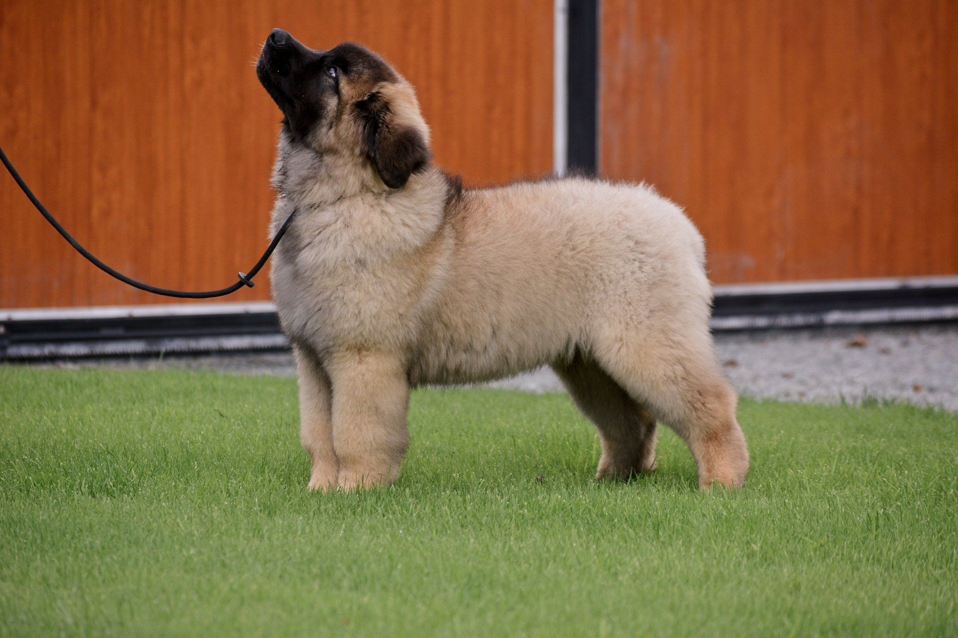 Turbo 14 weeks old