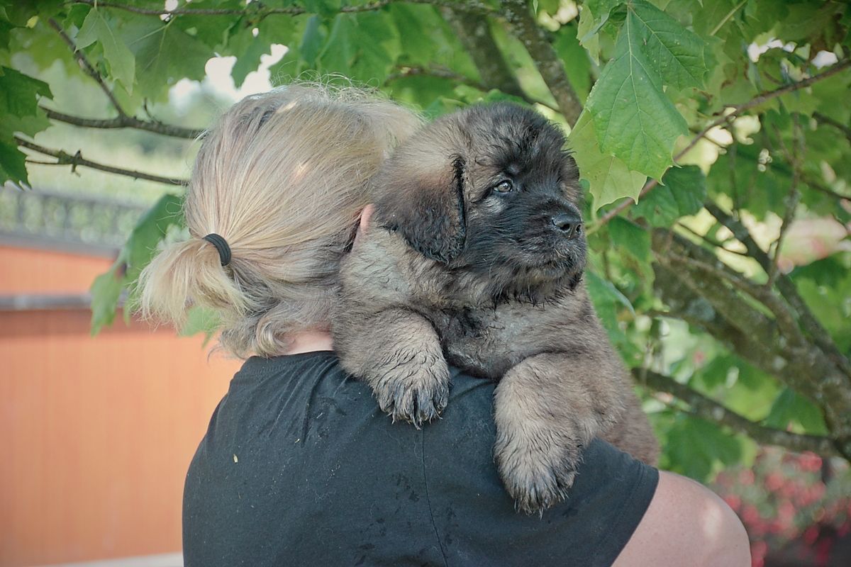 Tiny fluffy puppy being held close outdoors among green leaves