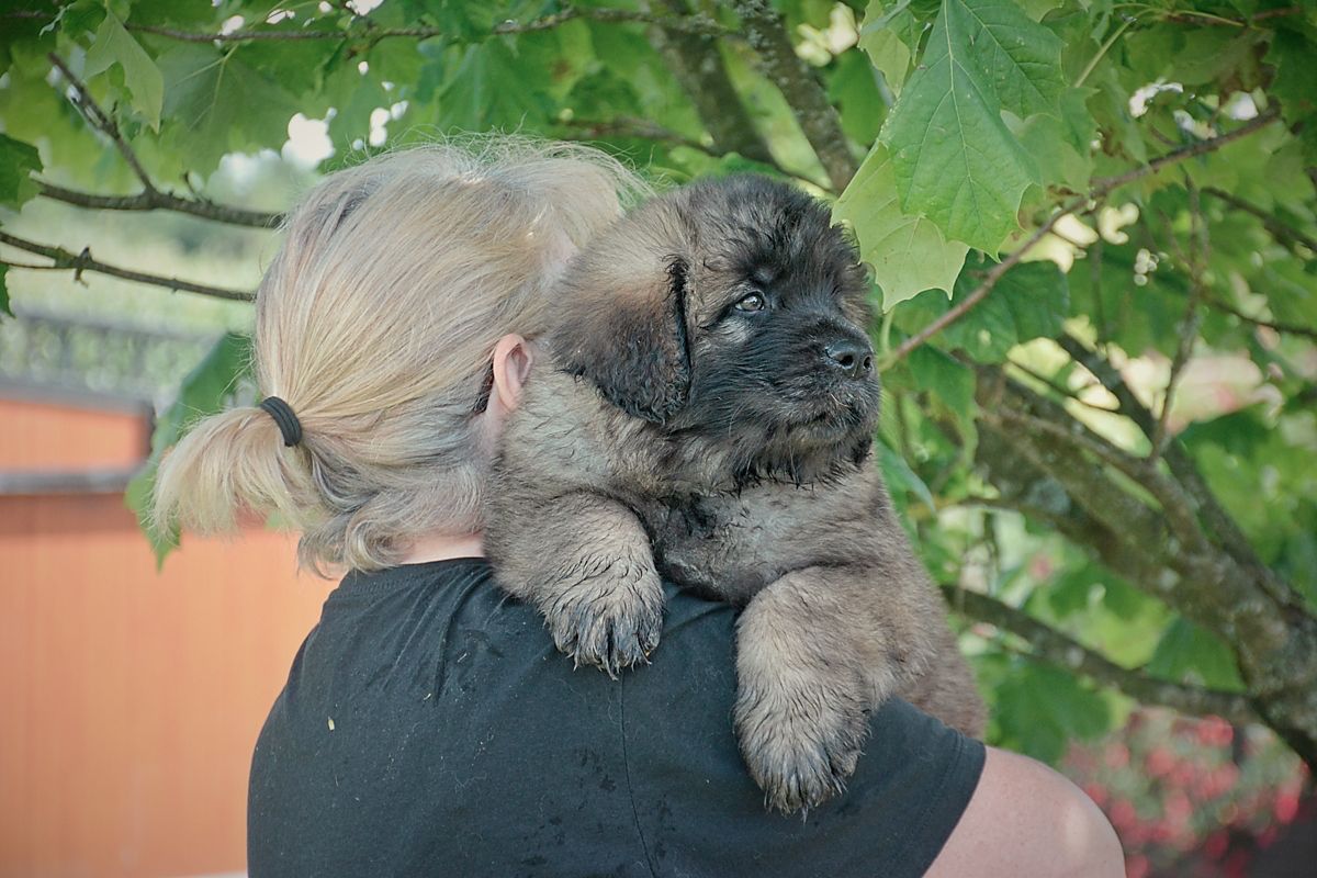 Person holding a fluffy gray puppy outdoors by green leaves and an orange fence