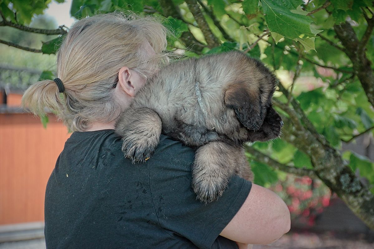 Person holding a sleeping puppy outdoors near green plants and a red fence