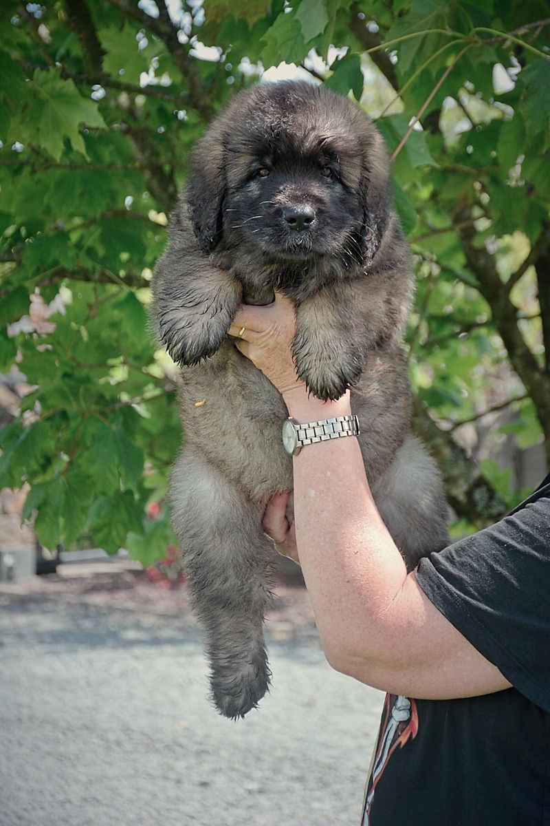 Person holding a fluffy black puppy outdoors under green trees