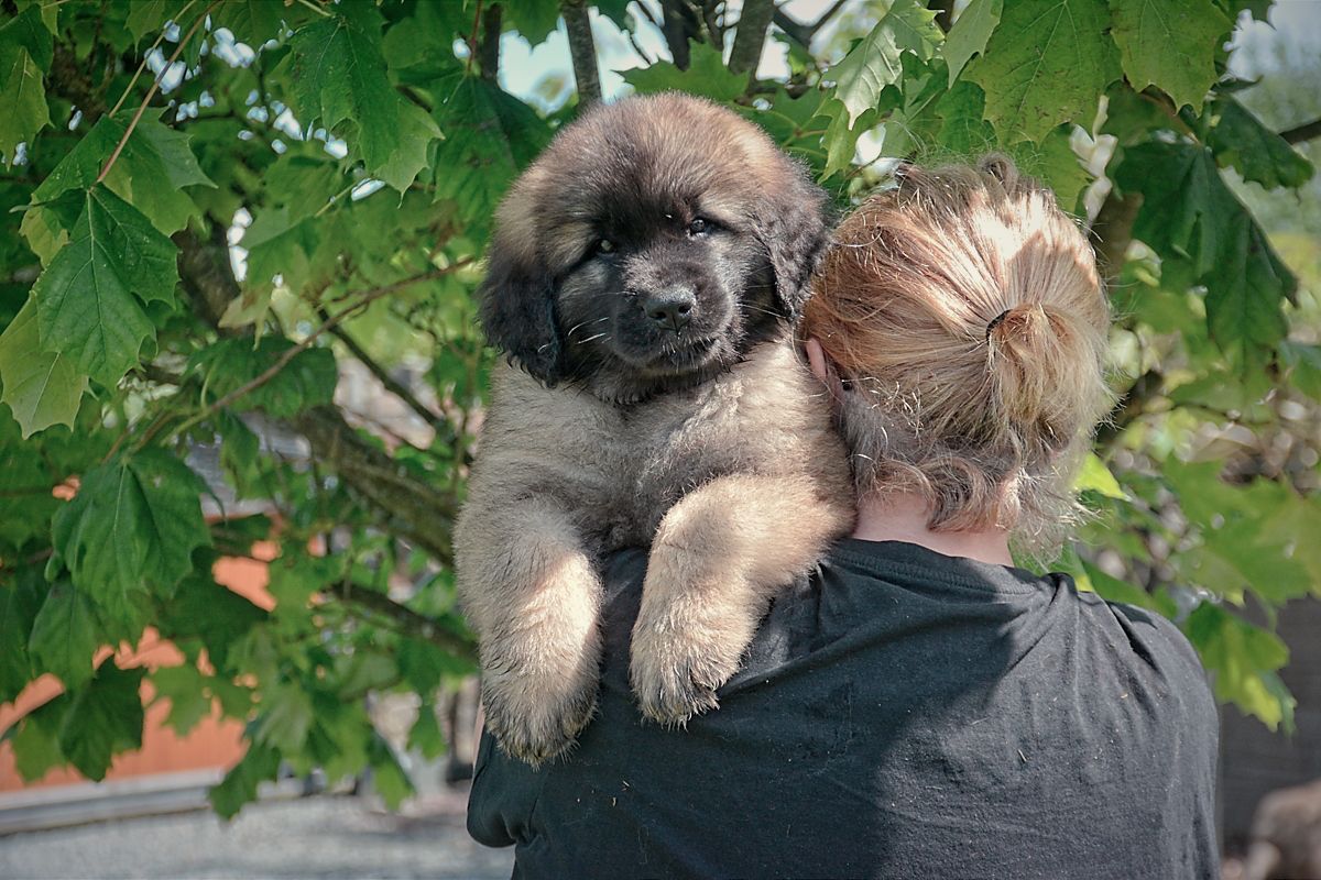 Fluffy puppy resting on a person’s shoulder outdoors beneath green leaves
