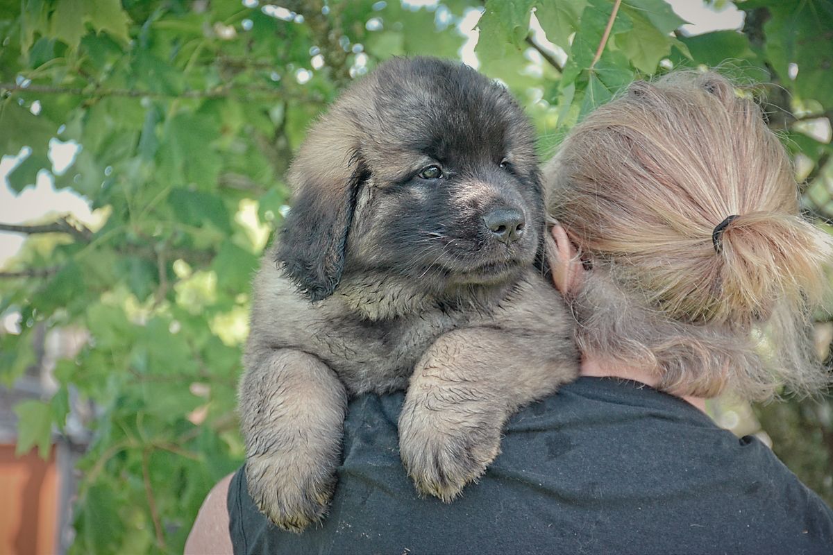 A fluffy gray puppy being held against a person’s shoulder outdoors by green leaves.
