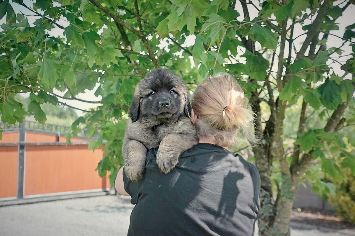 Person holding a fluffy black dog under a leafy tree outdoors