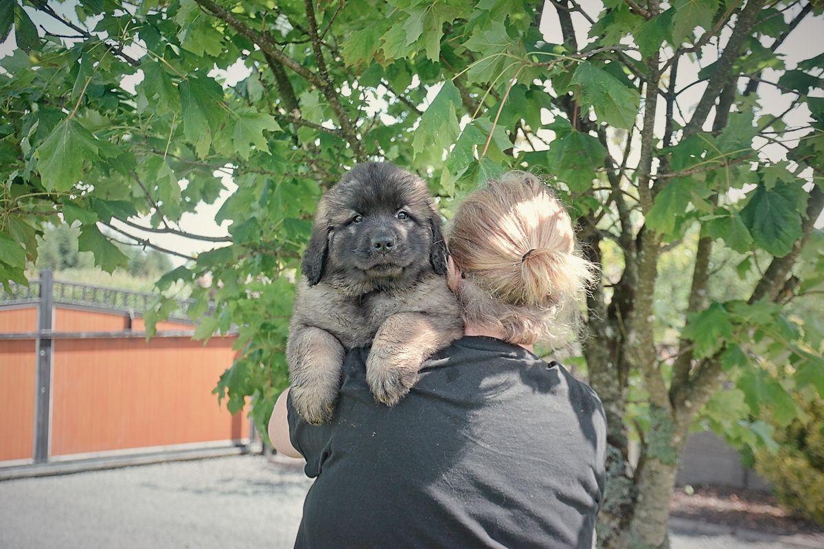 Person holding a small black puppy under a tree outdoors