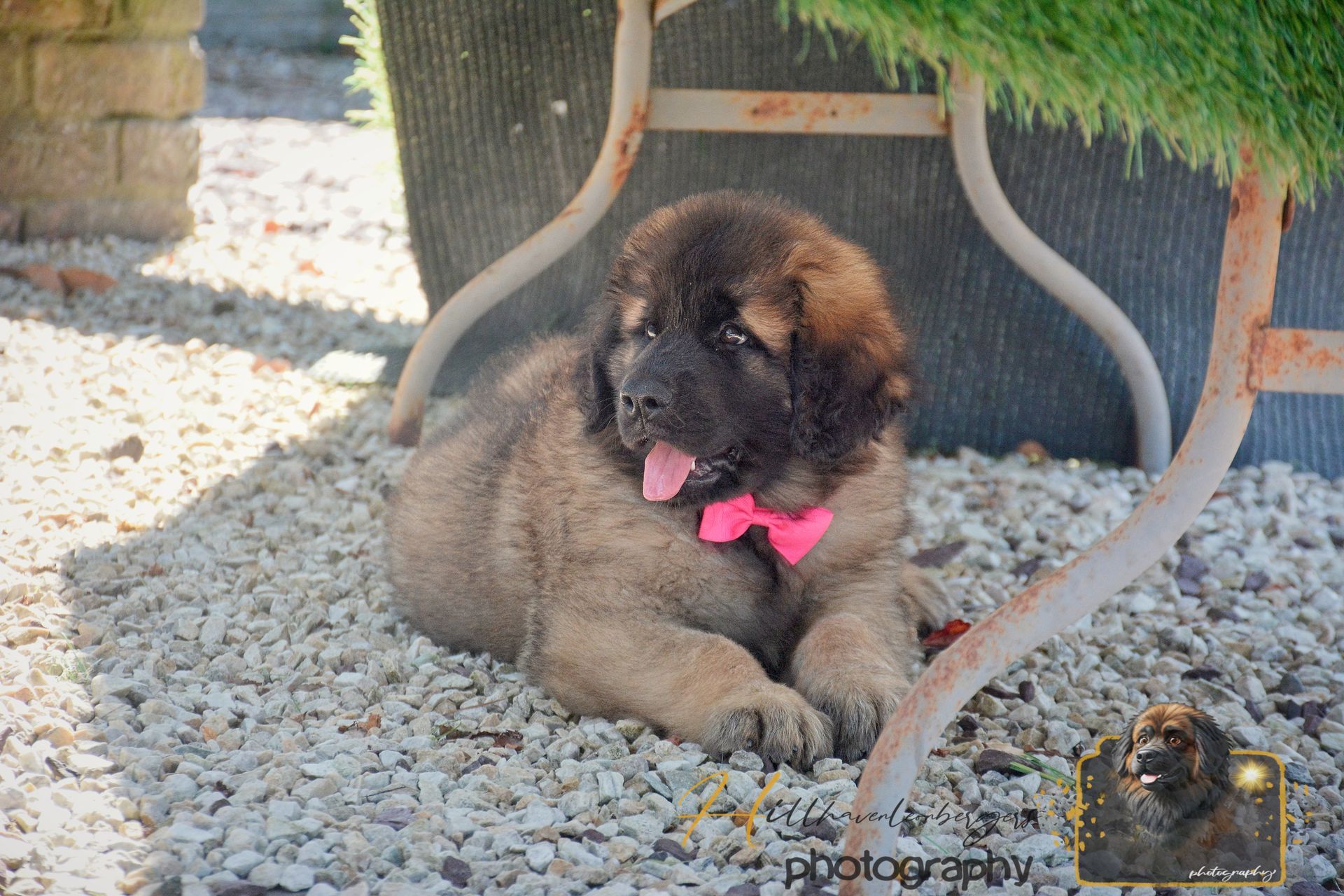 Fluffy brown puppy with pink bow lying on gravel under a chair in sunlight