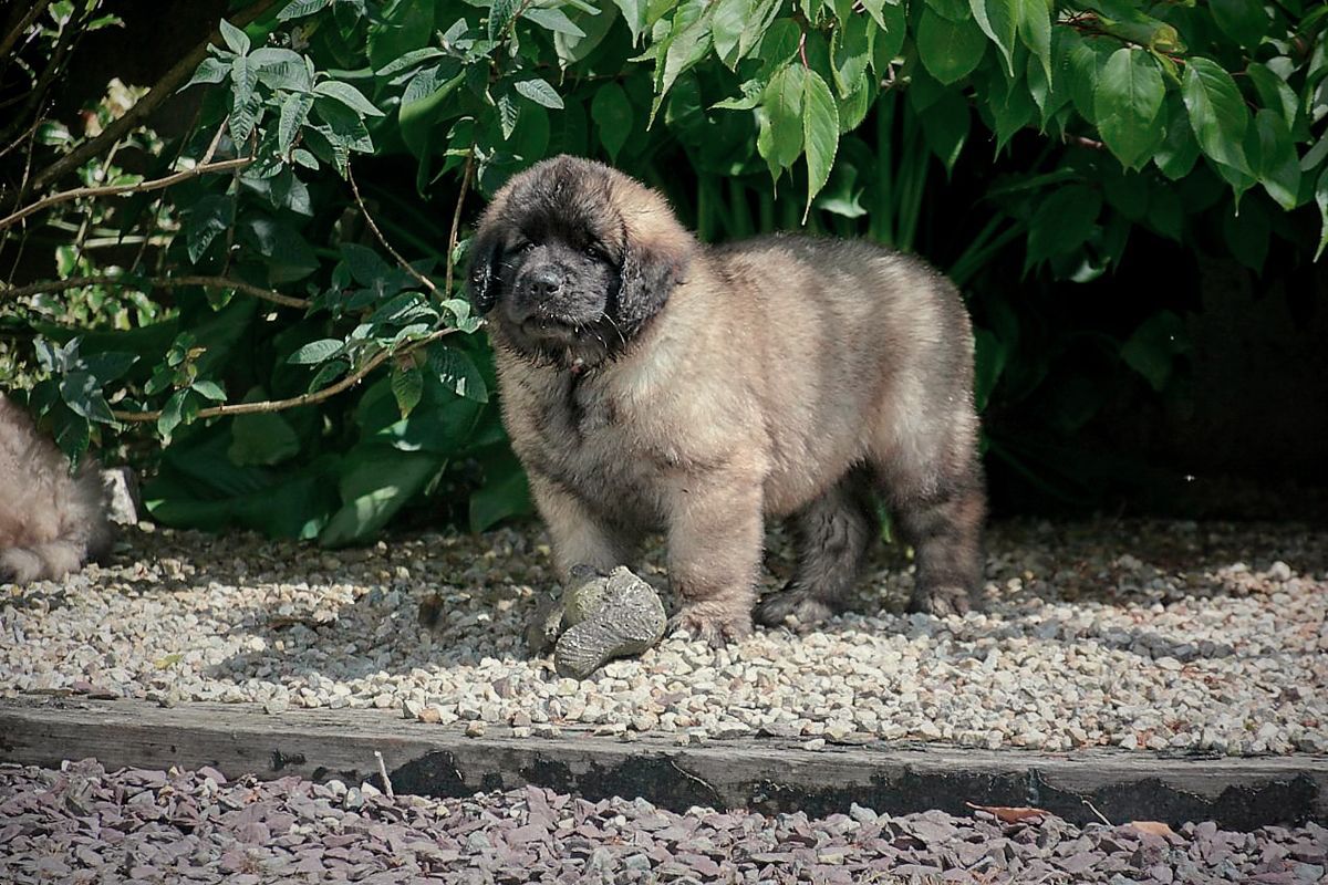 Fluffy tan puppy standing on gravel in front of green bushes