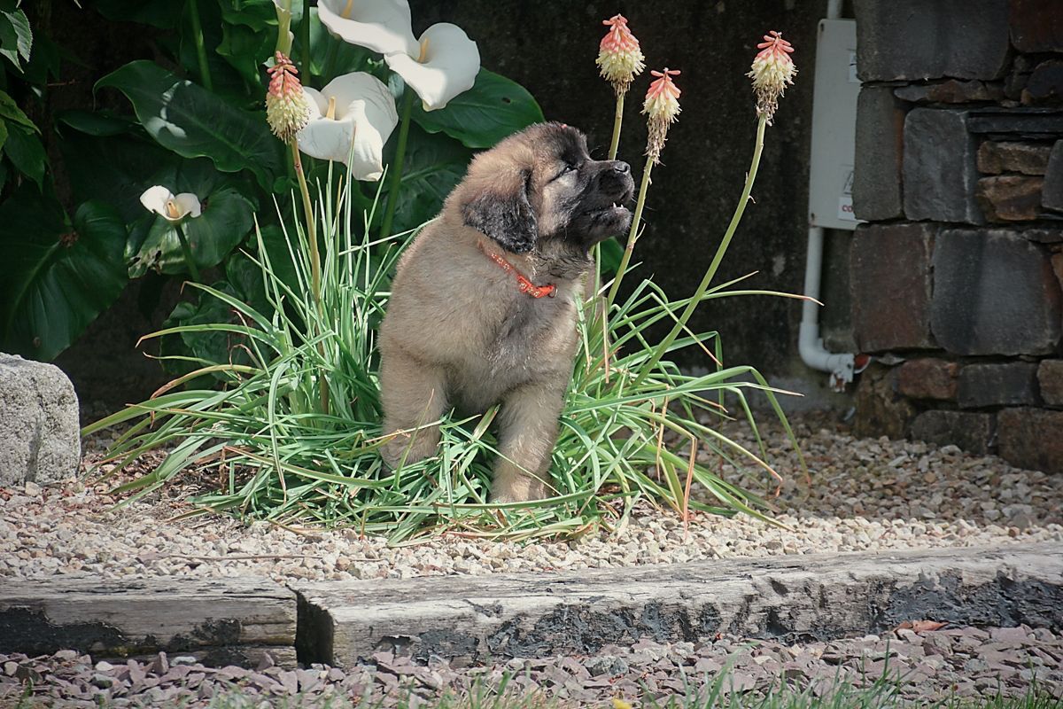 Small fluffy dog in a garden beside white flowers and a stone wall, wearing a red harness