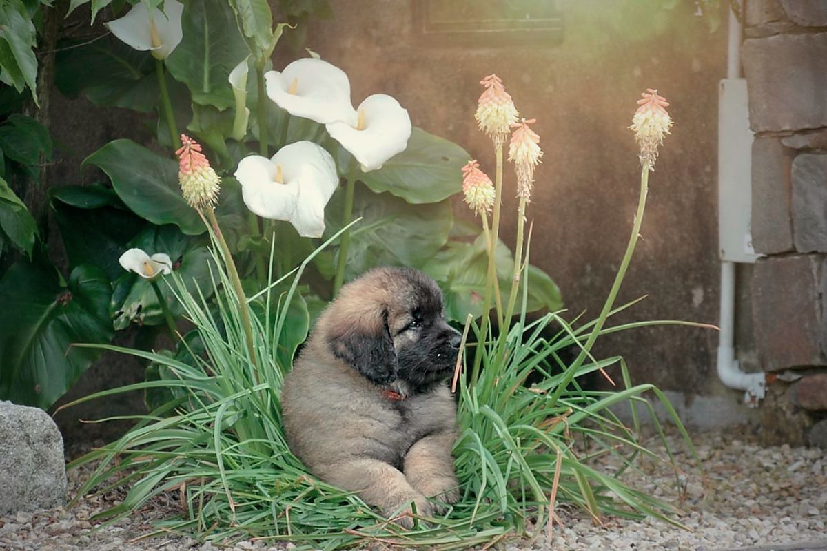 Fluffy brown puppy sitting in garden grass beside white flowers and a stone wall