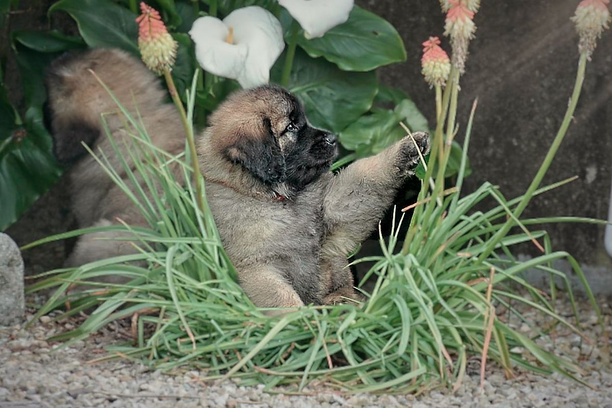 Fluffy puppy sitting in grass beside flowers, looking to the right