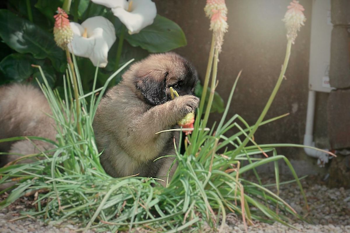Small owl perched in green grass beside white flowers near a wall