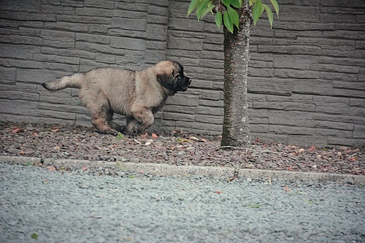 Small tan dog with a black face walking beside a tree near a brick wall