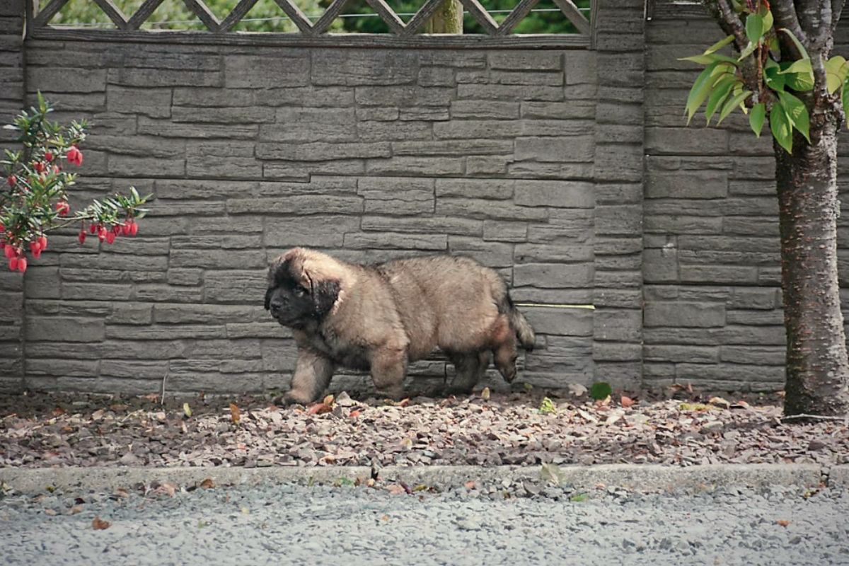 Small tan dog walking along a stone wall in a yard, with trees and fallen leaves nearby