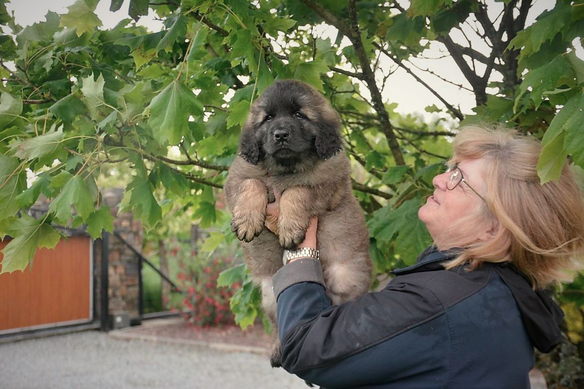 Woman holding a fluffy black-and-tan puppy outdoors under leafy branches