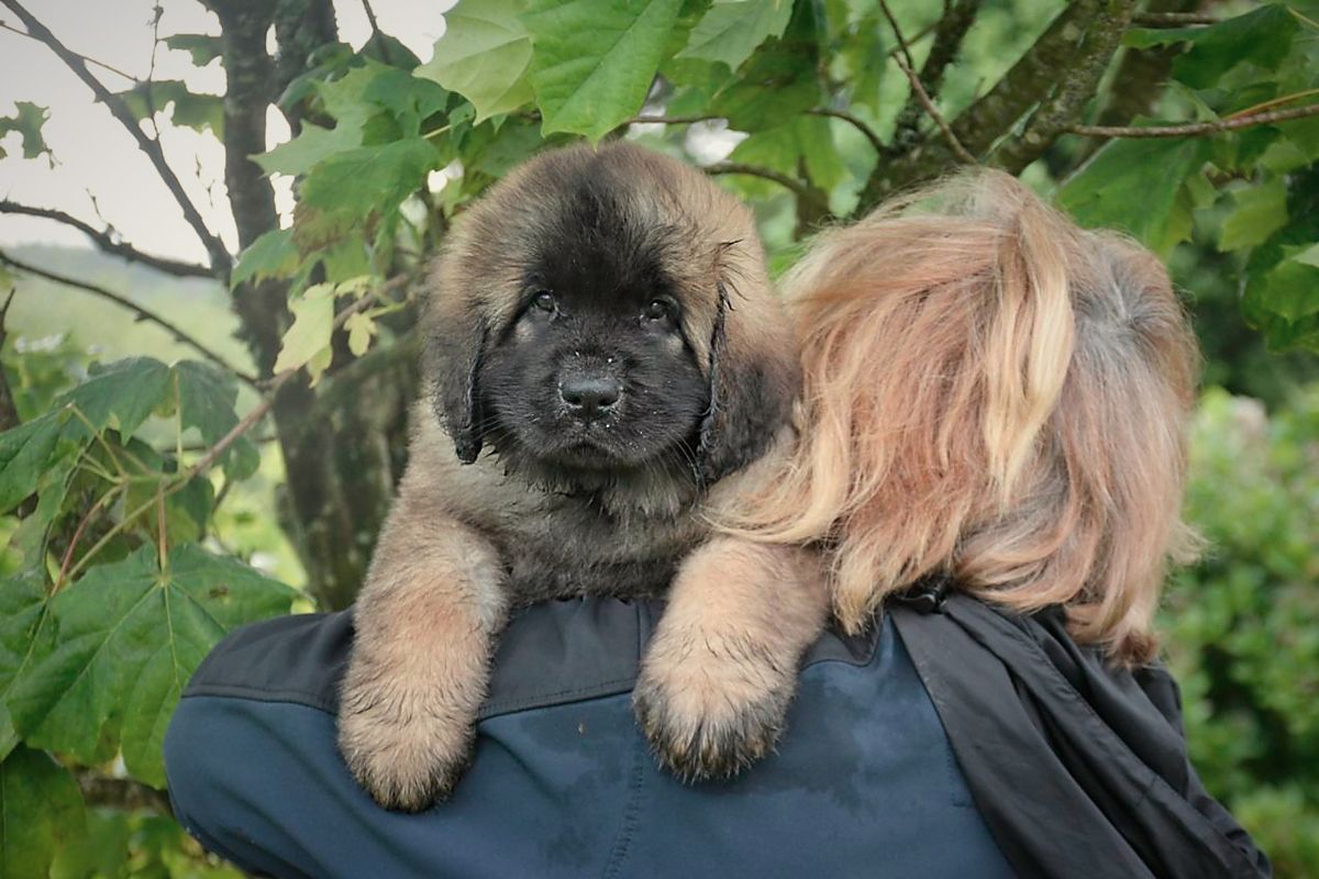 Two fluffy puppies resting on a person’s shoulders outdoors, with green leaves in the background