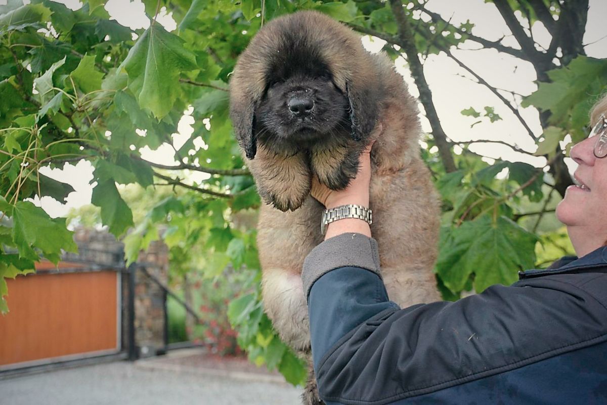 Person holding a fluffy brown puppy outdoors under leafy branches