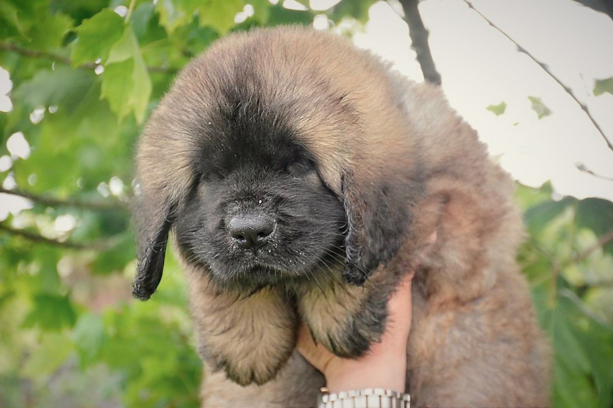 Fluffy brown puppy with a black face being held up outdoors among green leaves