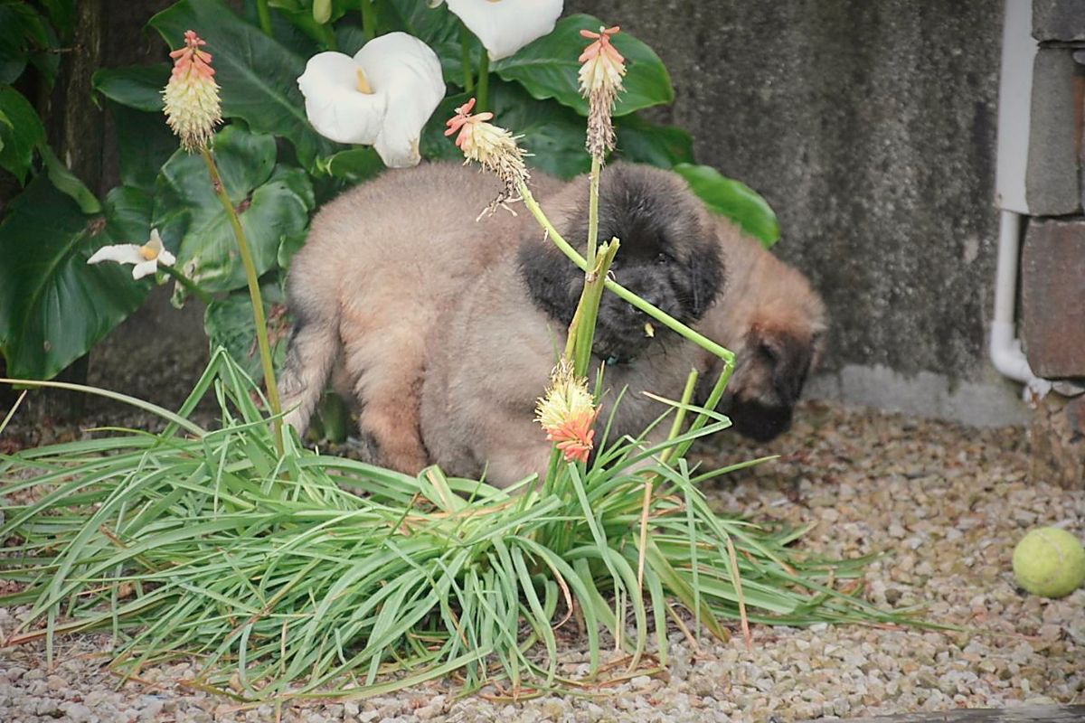 Small fluffy puppy sniffing grass in a garden beside white flowers and a tennis ball