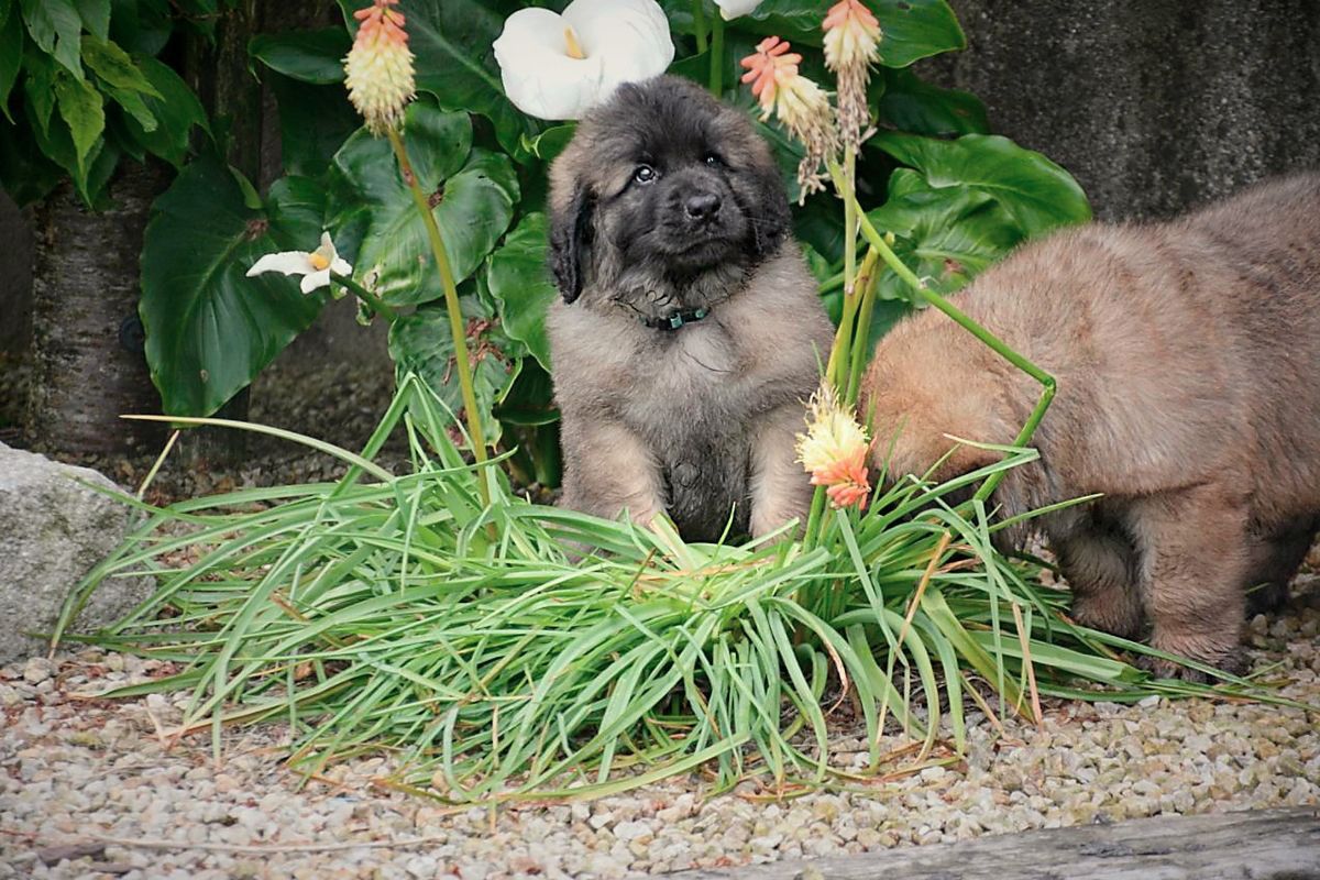 Two fluffy puppies in grass, one black and one tan, with flowers and green plants behind them