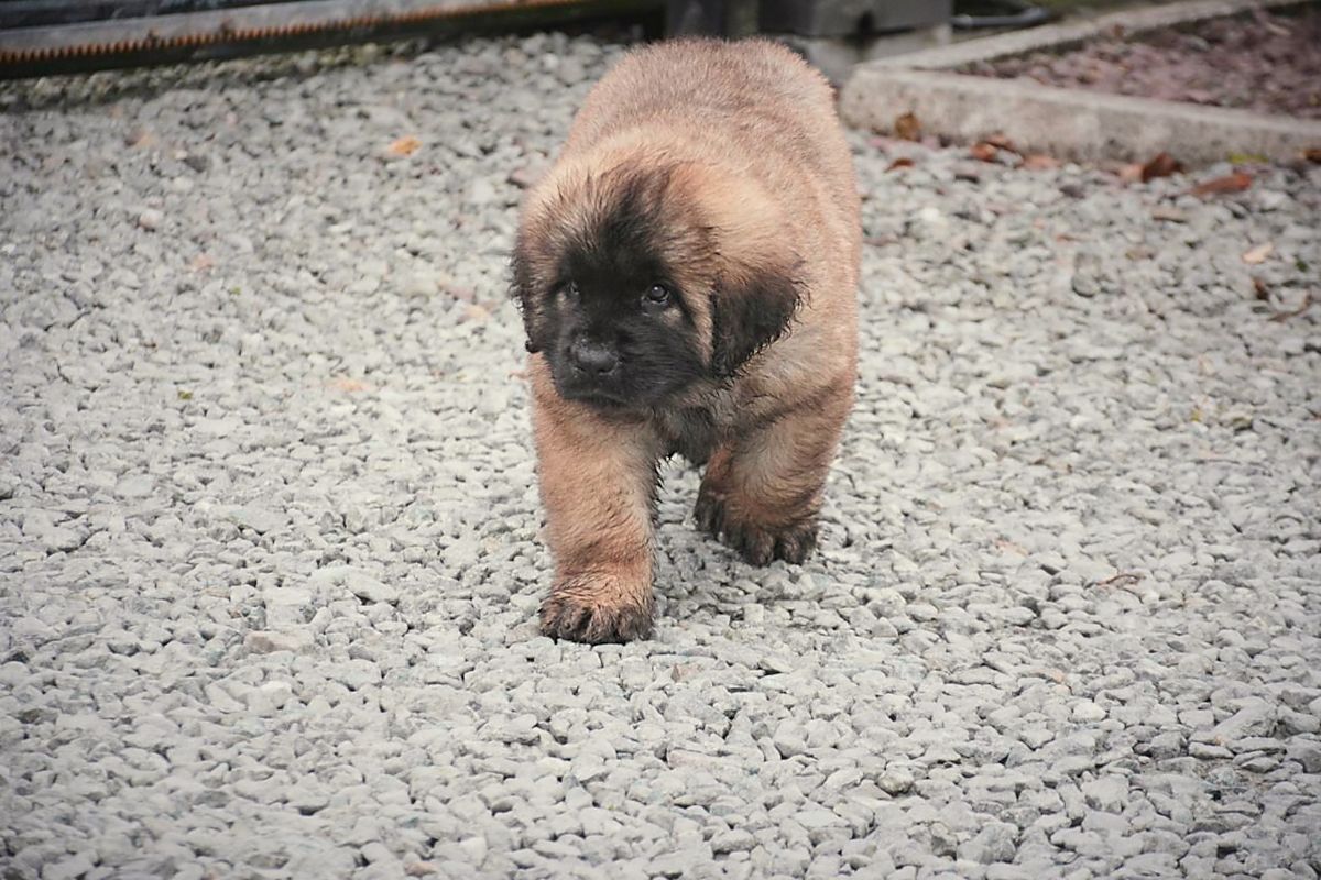Small fluffy tan puppy walking on gravel outdoors