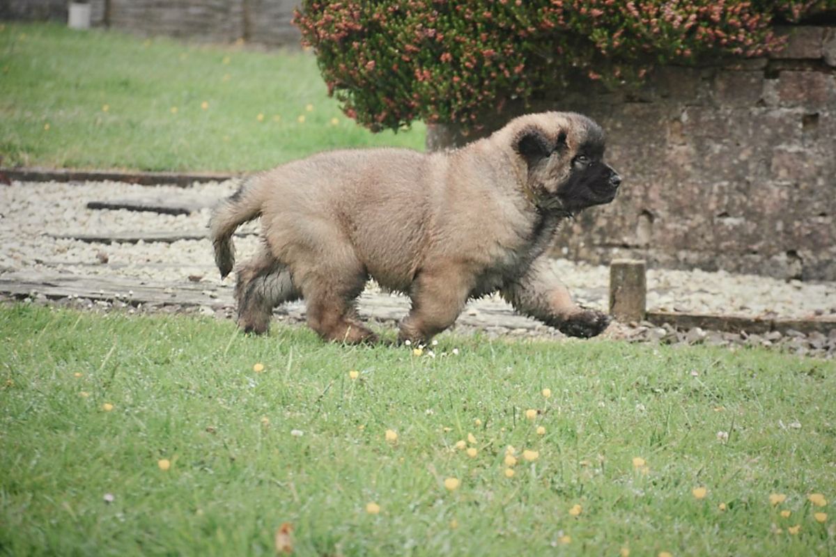 Small tan puppy walking on grass near a stone wall and bush.