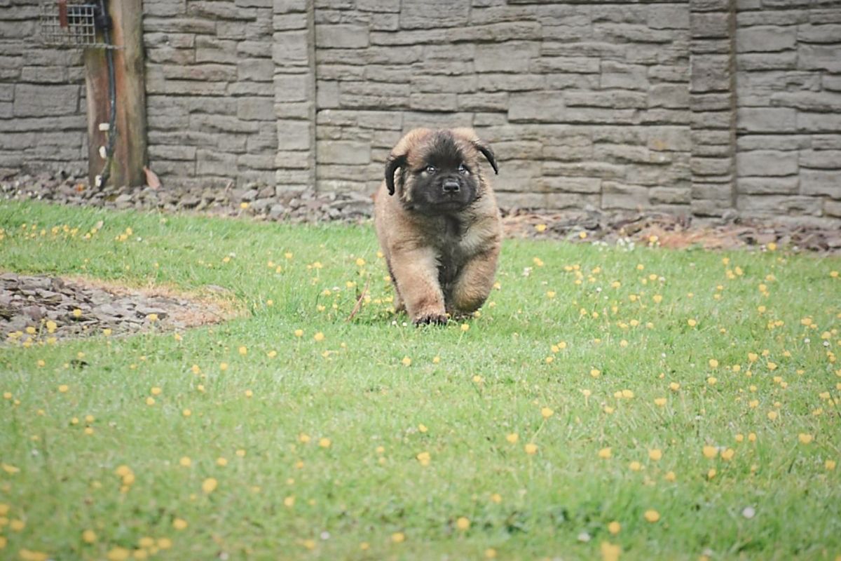 A fluffy brown dog walking on grass in front of a stone wall.