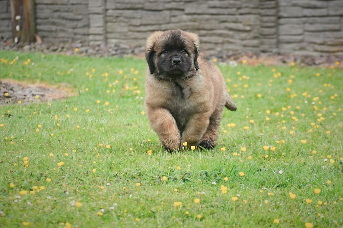 Fluffy tan puppy walking on green grass with small yellow flowers, stone wall in background