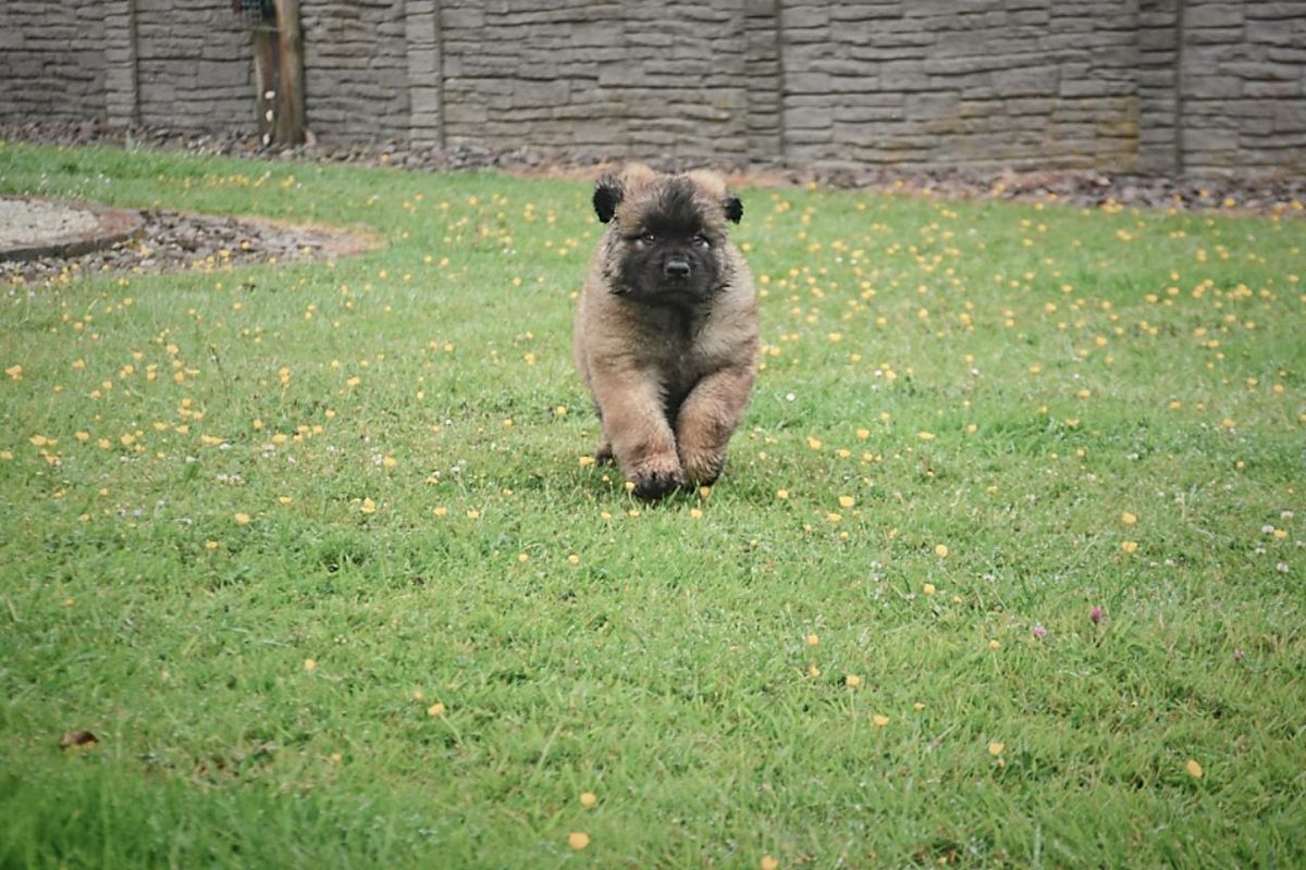 Small tan dog running on a grassy lawn in front of a stone wall.